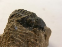 /album/kepgaleria-fenykepgaleria2/trilobita-fossilia-phacops-rana-africanus-2-5-5x3x3-325-jpg/